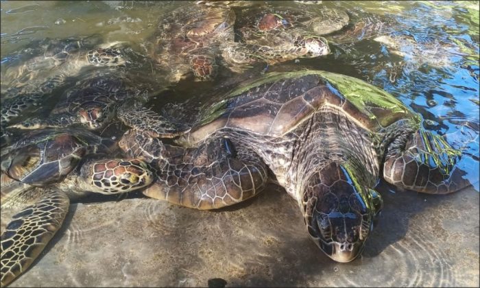 Pulau penyu bali tanjung benoa taman liburan sabah sini serba ketahui berniat mengenal bersahabat wow menuju okezone kuta lawat perlu