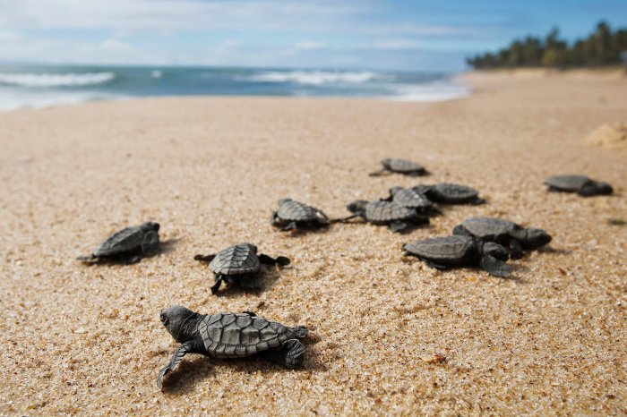 Turtle beach dalyan marmaris turkey