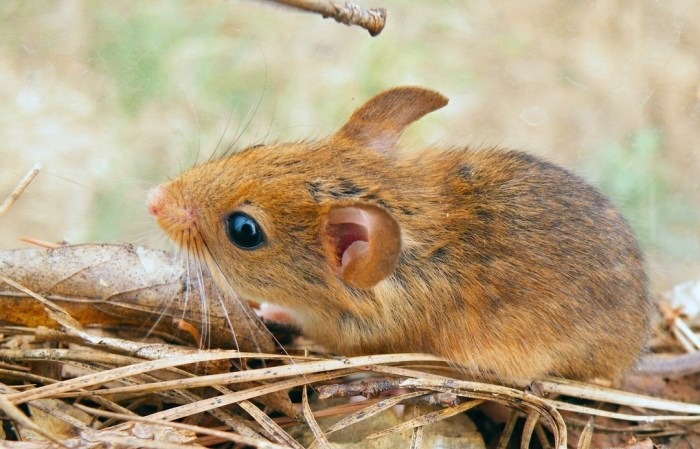 Pantai tikus emas