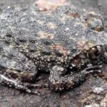 Frog rock mudgee reserve saved