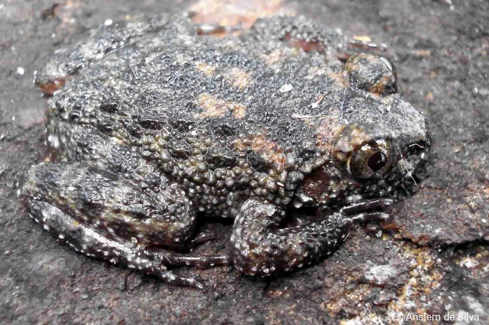 Frog rock mudgee reserve saved