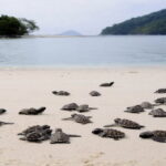 Pantai teluk penyu