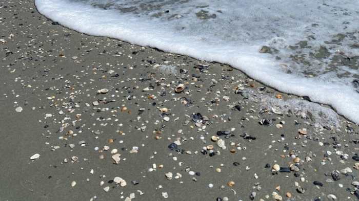 Shark teeth beach florida tooth beaches found white sharks venice littered dredging project after palm great types fossil fossils kyle